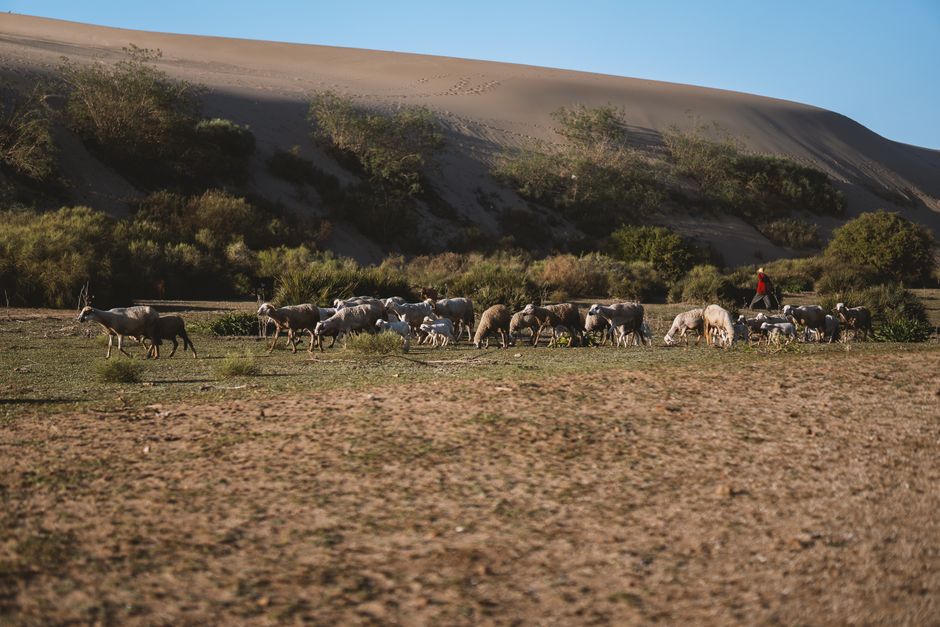A group of goats grazing on a flat, arid landscape with dry, cracked earth in the foreground. The goats, which vary in color from white to gray and brown, are scattered across the ground near some sparse green shrubs and bushes. In the background, there is a line of denser vegetation including small trees and bushes, situated at the base of a large sand dune that rises prominently behind the scene. The sand dune has a smooth, wind-swept surface with gentle slopes, casting shadows on certain areas. To the right, a person wearing a red jacket and dark pants is walking along the edge of the vegetation, visible amid the animals and plants. The sky is clear and bright with a natural daylight, creating a professional, neutral atmosphere typical of outdoor wildlife or rural landscape photography related to rural or agricultural environments, subtly aligning with themes of natural land management and environment-focused services like waste or rubbish removal on-site or in pastoral settings.